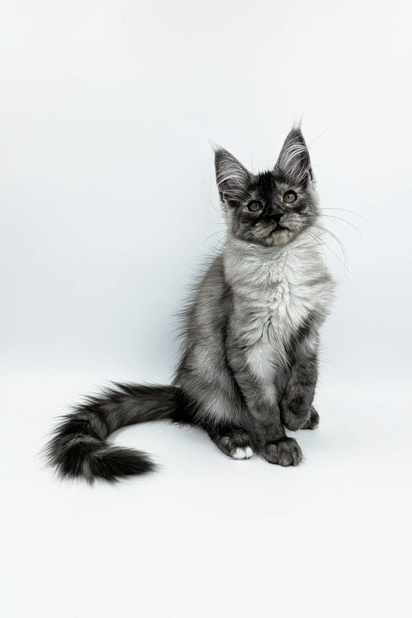 Long-haired Maine Coon kitten with cute ear tufts sitting upright. Perfect product pic!