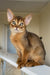Kaputal | abyssinian kitten