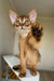 Kaputal | abyssinian kitten