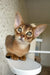 Kaputal | abyssinian kitten