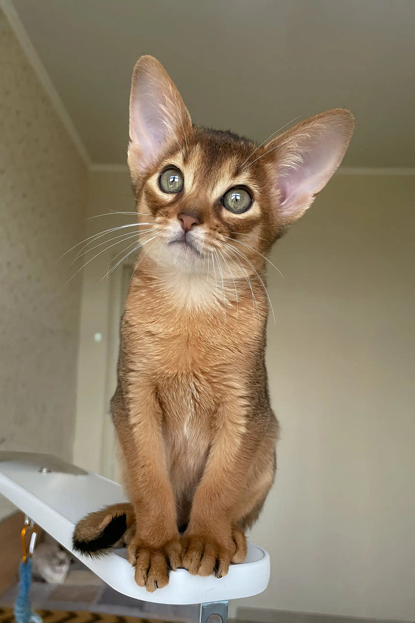 Kaputal | abyssinian kitten