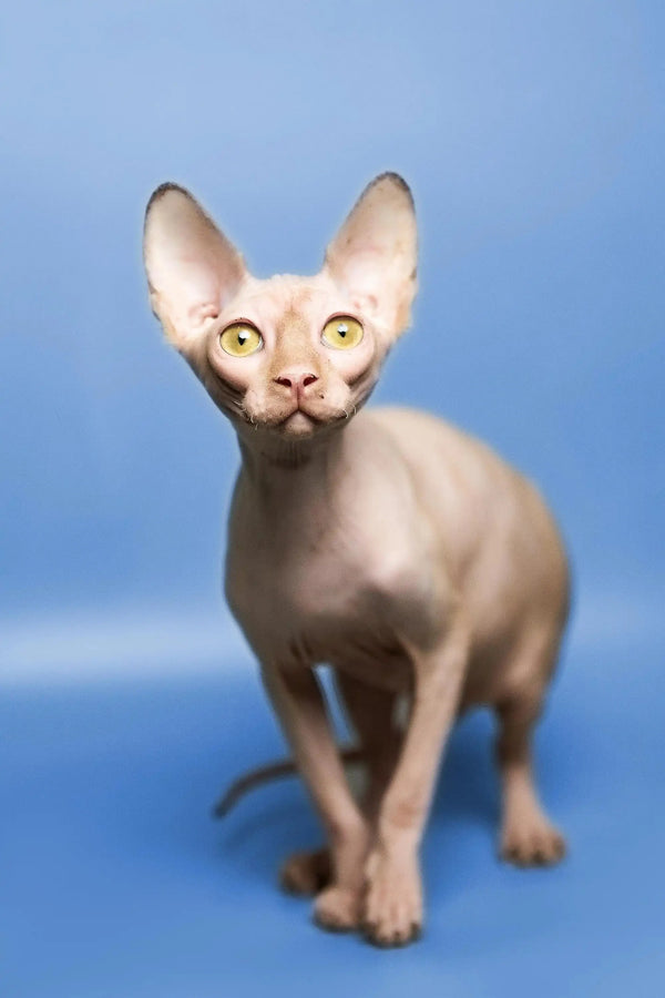 Hairless Sphynx Cats & Kittens for Sale Kara | Kitten