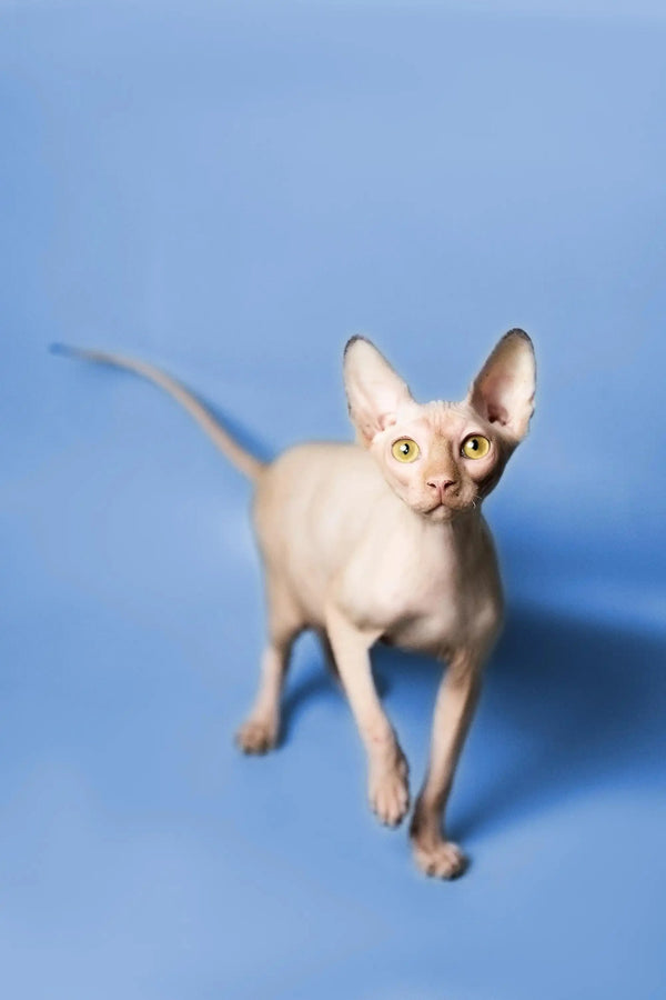 Hairless Sphynx Cats & Kittens for Sale Kara | Kitten