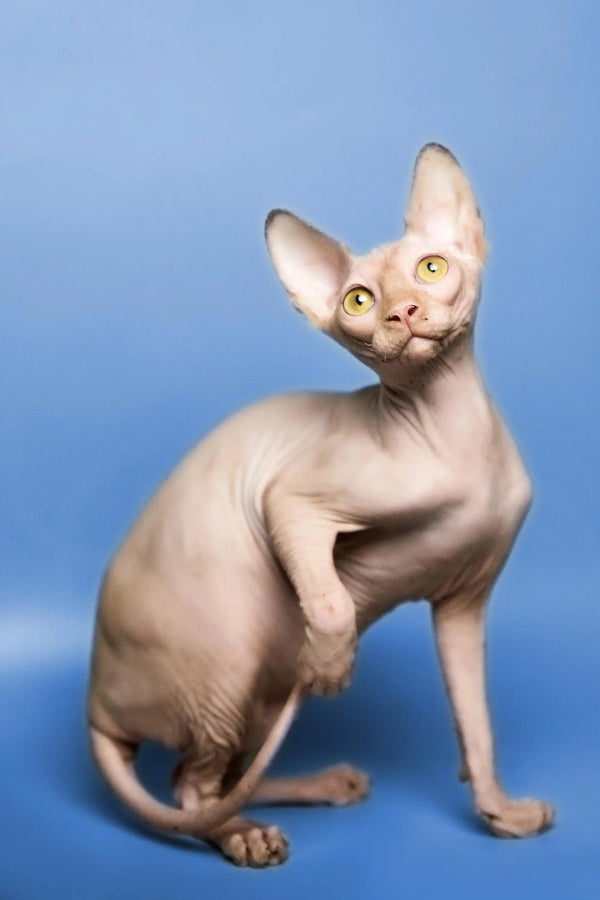 Cute Hairless Sphynx kitten with big ears and wrinkled skin ready for love