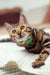 Bengal cat with a stylish green collar featured in Karen Bengal Kitten product