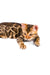 Bengal cat wearing a green collar from the Karen Bengal Kitten collection