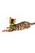 Bengal cat wearing a green collar from the Karen Bengal Kitten collection