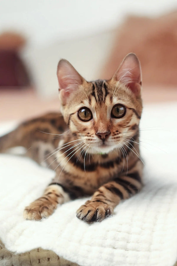 Bengal cat with stunning markings in the Karen Bengal Kitten product display