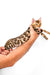 Cute Karen Bengal Kitten cuddled in loving human hands, showcasing its playful personality