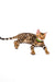 Spotted Bengal cat with green collar from Karen | Bengal Kitten collection