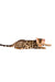 Spotted Bengal cat with a green collar featured in Karen Bengal Kitten product