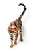 Bengal kitten with spotted coat and red collar in the Karina product line