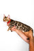 Bengal kitten with spotted coat cuddled in hands, showcasing its adorable charm