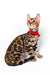 Cute Bengal kitten in a red collar, perfect for your next furry friend