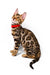 Bengal kitten in a red collar showing off its unique spotted coat