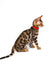 Bengal kitten with spotted coat and red collar, perfect companion for pet lovers