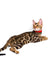 Bengal kitten with spotted coat and red collar named Karina