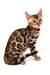 Bengal kitten with spotted coat and red collar in the Karina product display