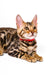 Bengal kitten named Karina rocking a stylish red collar for extra cuteness