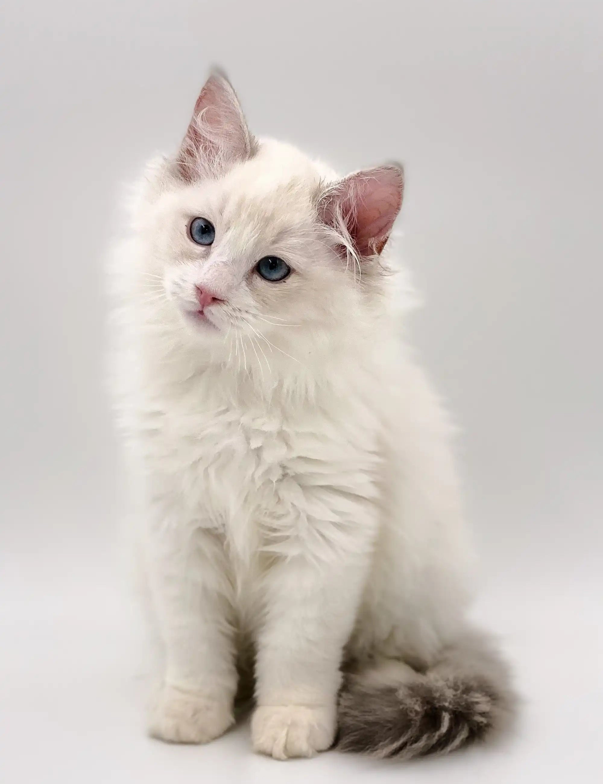 Ragdoll Kittens & Cats For Sale Karina | Kitten