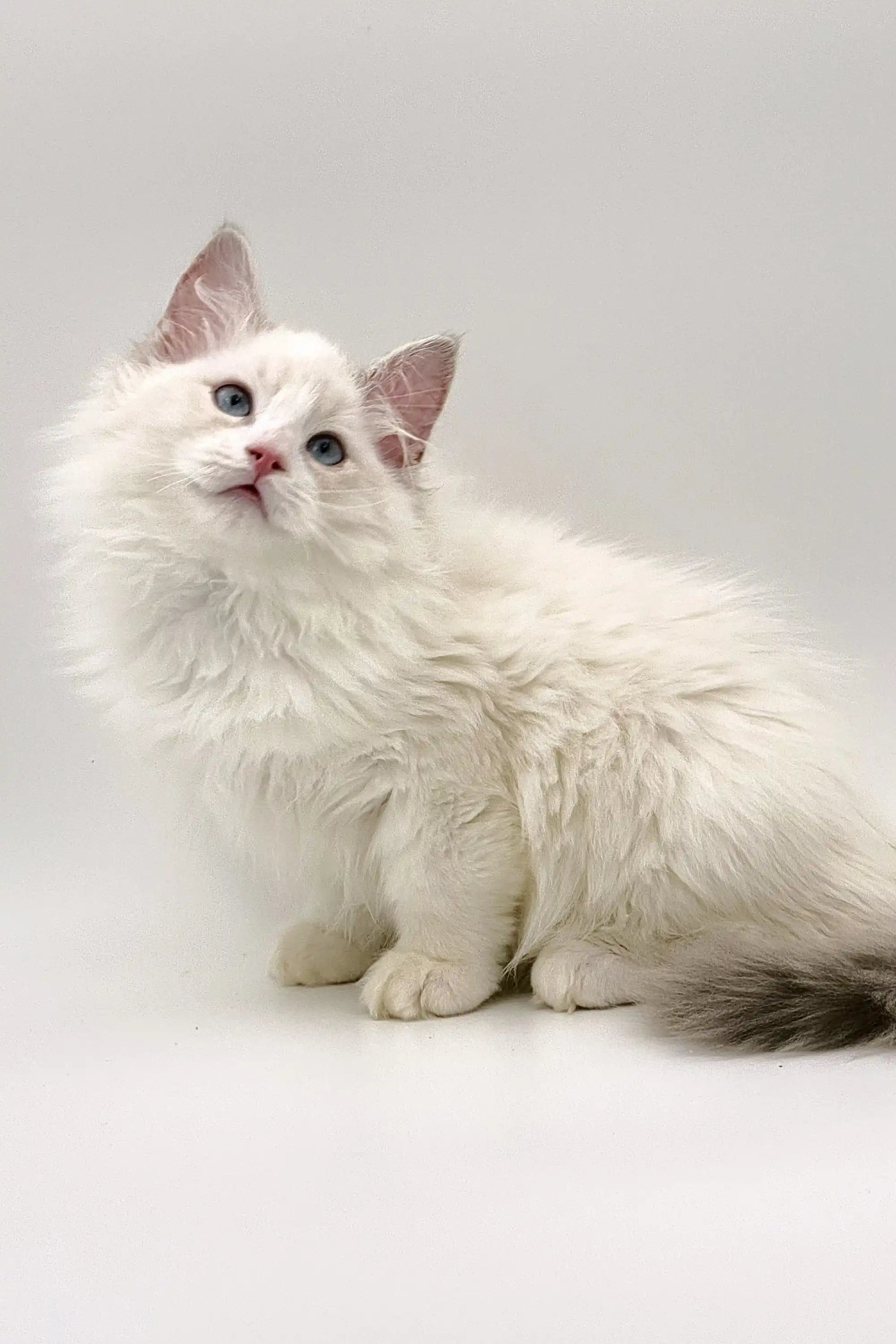 Ragdoll Kittens & Cats For Sale Karina | Kitten