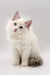 Adorable White fluffy Ragdoll kitten with blue bicolor eyes and pink ears