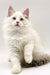 Fluffy white Ragdoll kitten with pink ears and blue eyes, perfect enchanting female pet