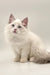 Fluffy blue bicolor Ragdoll kitten named Karina with stunning blue eyes and pointed ears