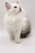 White Ragdoll Kitten with blue bicolor eyes gazing upwards, enchanting and playful