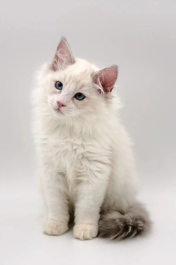 Adorable white fluffy Ragdoll kitten with mesmerizing blue bicolor eyes sitting upright