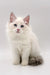 Cute Ragdoll kitten with blue eyes, a fluffy blue bicolor beauty named Karina