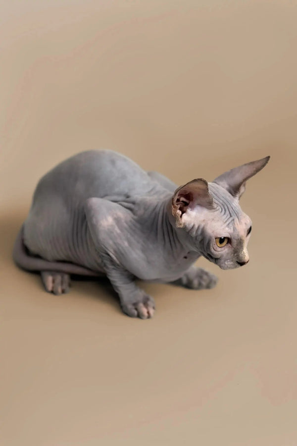 Adorable Karina Sphynx kitten with wrinkled gray skin and big ears