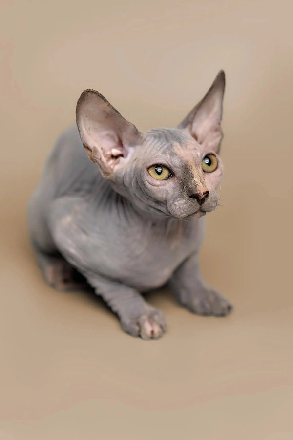 Cute Hairless Sphynx kitten with large ears and yellow eyes, Karina Sphynx