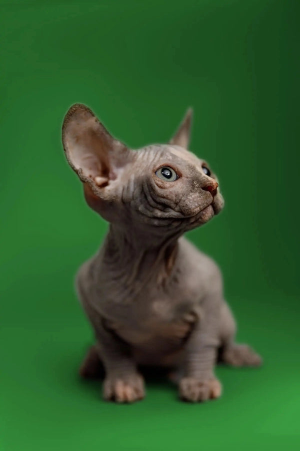 Cute Hairless Sphynx Kitten Karina with large ears and wrinkled skin ready for love