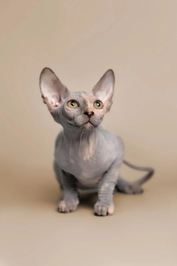 Adorable Karina Sphynx kitten with big ears and eyes sitting upright