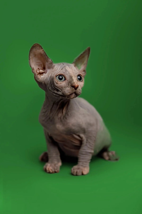 Cute Hairless Sphynx Kitten named Karina with big ears and adorable wrinkles