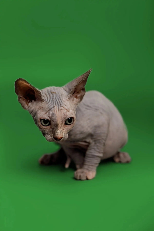 Adorable Karina Sphynx kitten with wrinkled skin and big ears ready to snuggle