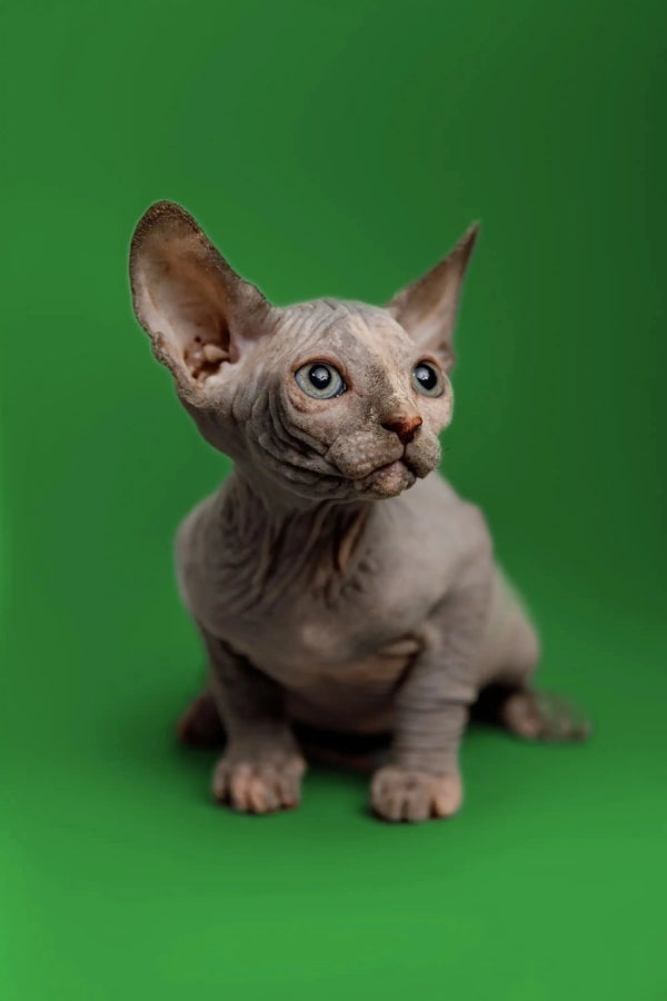 Adorable Karina Sphynx Kitten with wrinkled skin and big ears ready for cuddles