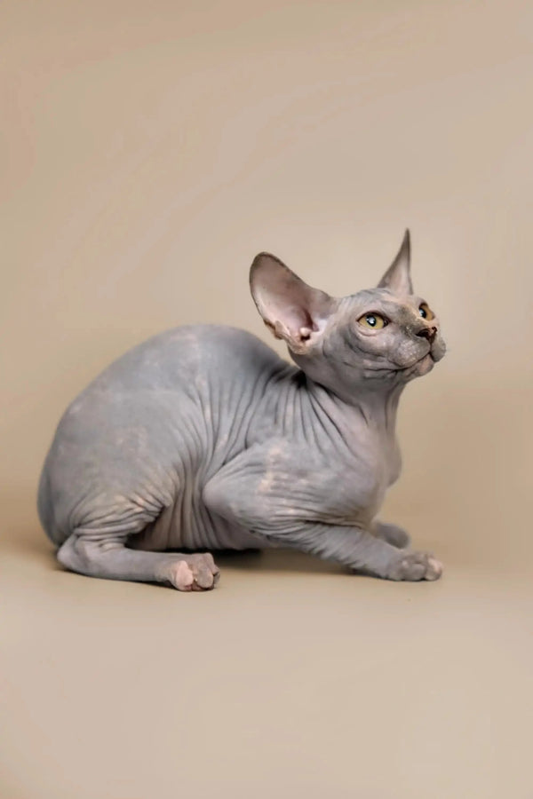 Sphynx kitten Karina with large ears sitting poised and playful