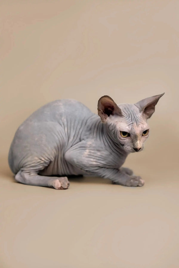 Karina Sphynx kitten sitting alert, showcasing the unique charm of a hairless cat