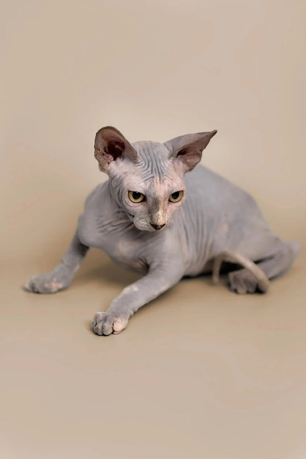 Adorable Karina Sphynx kitten with wrinkled skin and big ears sitting cutely