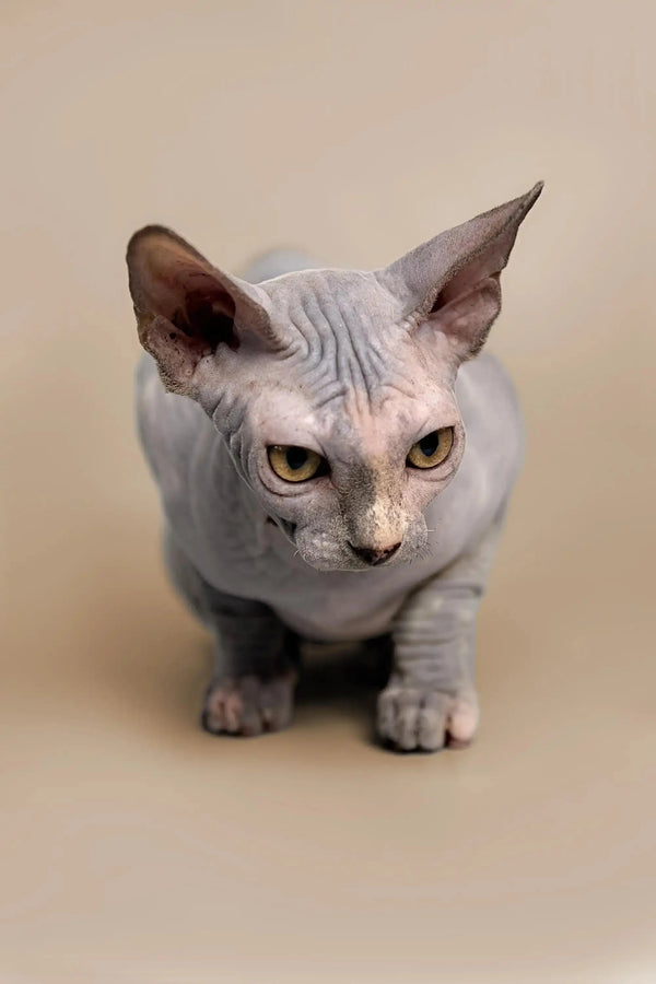 Cute Karina Sphynx kitten with wrinkled skin and large ears, ready for a loving home