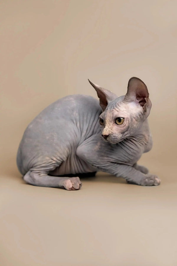 Adorable Karina Sphynx kitten with big ears and playful wrinkled skin