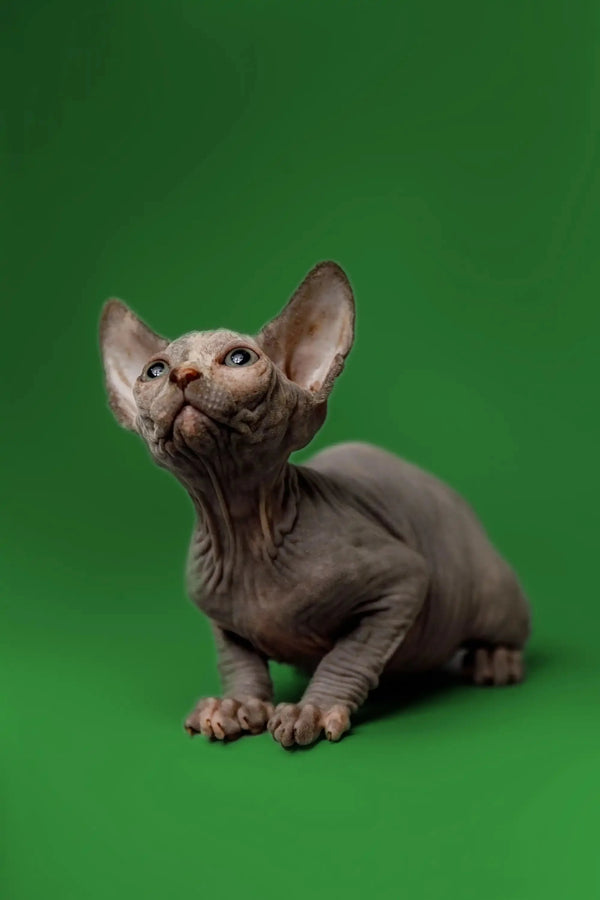 Adorable Karina Sphynx kitten with wrinkled skin and big ears looking cute upward