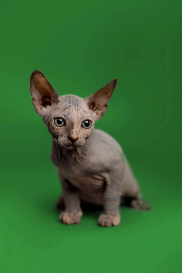 Adorable Karina Sphynx kitten with big ears and wrinkled skin sitting up