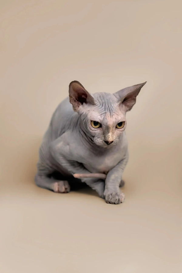 Crouched Karina Sphynx Kitten with large ears and hairless gray fur