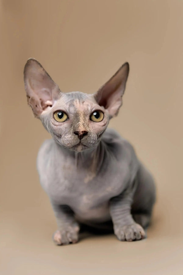 Adorable Hairless Sphynx kitten with big ears and eyes, perfect Karina Sphynx cutie