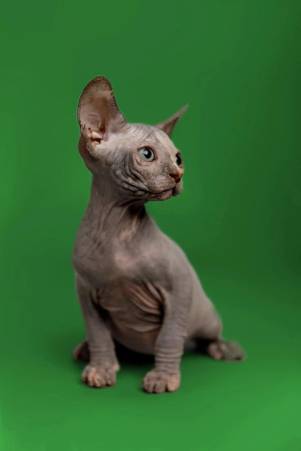 Sphynx Kitten Karina sitting upright with alert expression and big ears