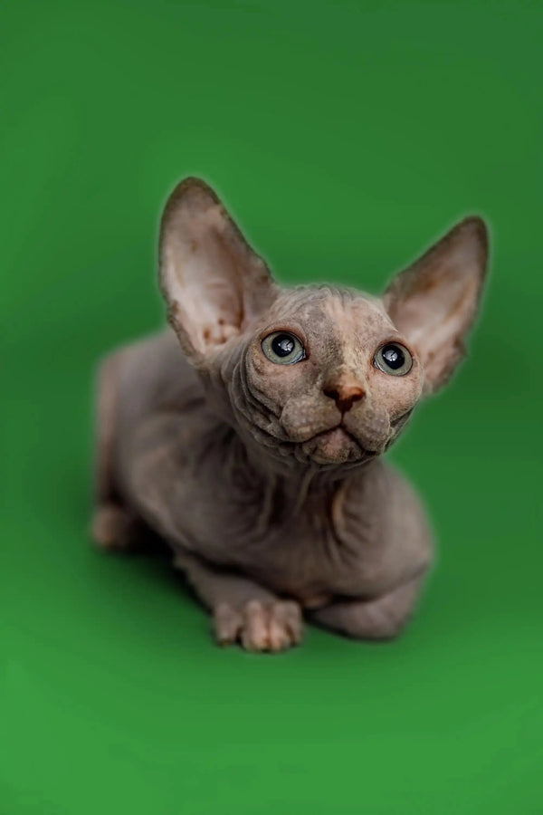 Adorable Karina Sphynx kitten with large ears and wrinkled skin. Perfect pet!