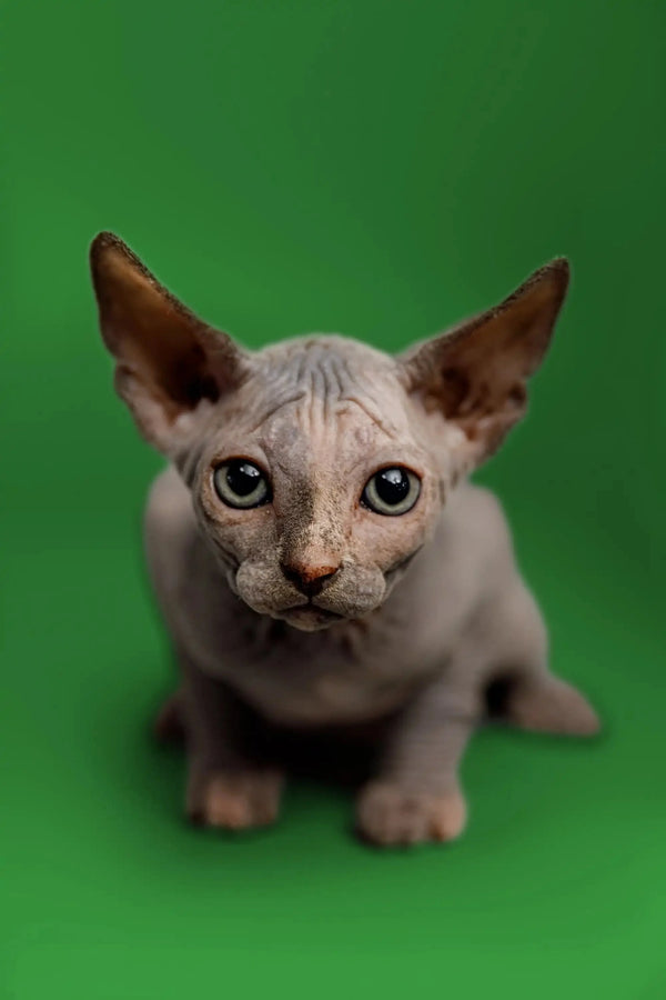 Adorable Hairless Sphynx kitten with big ears in the Karina Sphynx collection